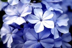 violet-flowers-1361943